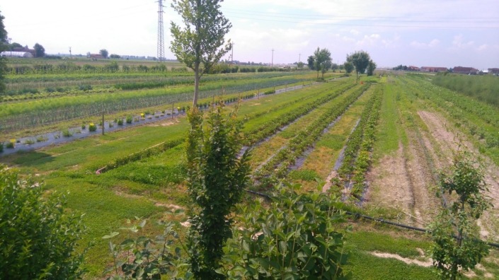 verdure da raccogliere in estate